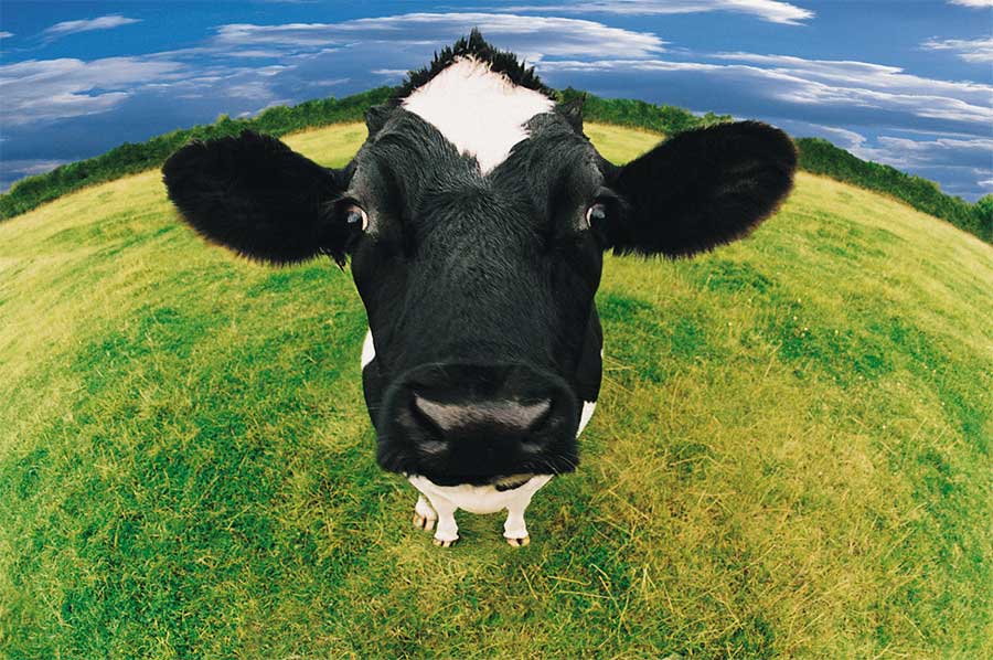 New Breed Uk Cow Image